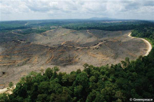 Forest Destruction in Sumatra